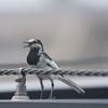ハクセキレイー親鳥、慌てふためく