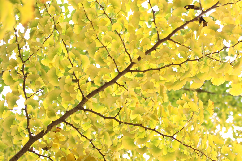 昇仙峡の紅葉２