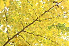 昇仙峡の紅葉２