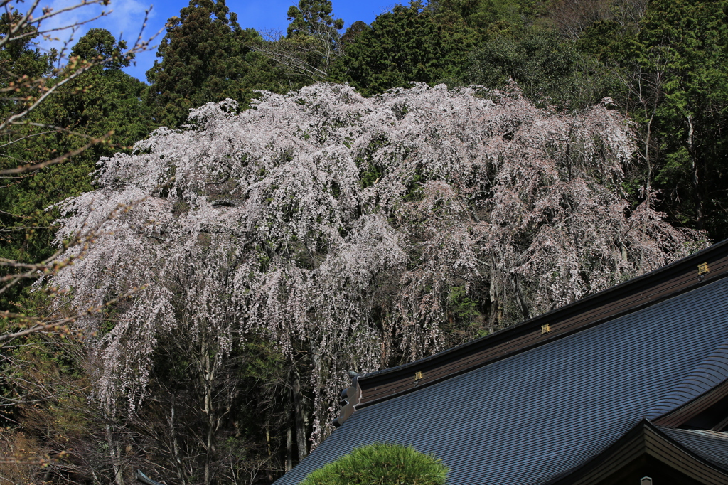 身延山 久遠寺の桜２