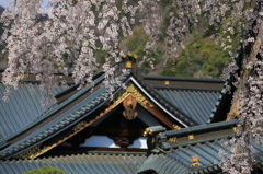 身延山 久遠寺の桜３