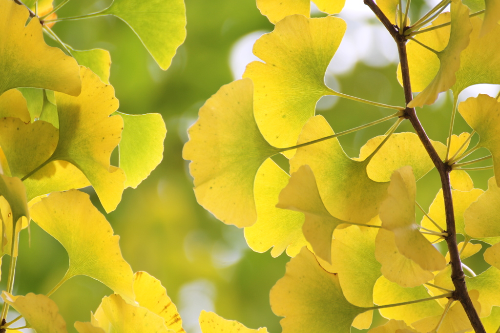 昇仙峡の紅葉１