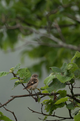 霧多布湿原にて　ノビタキ幼鳥