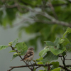 霧多布湿原にて　ノビタキ幼鳥