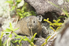 然別のナキウサギ（この子も近い）