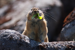 ナキウサギ　上下の歯が見えます。