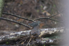 カワガラスの幼鳥