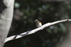 自宅近くの公園でルリビタキ♂若