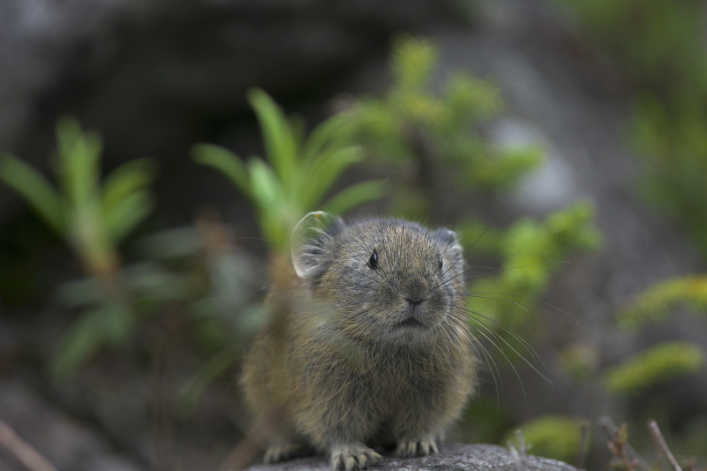 恐れを知らないナキウサギ１年生