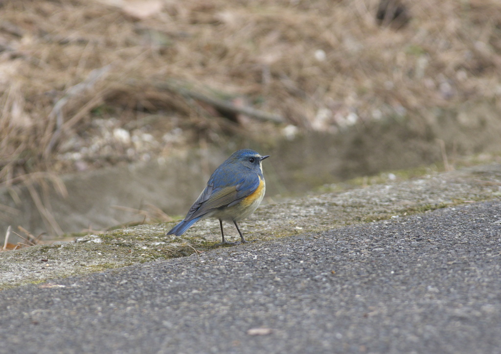 道路（ジョギングコース）にもでてきます