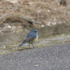 道路（ジョギングコース）にもでてきます