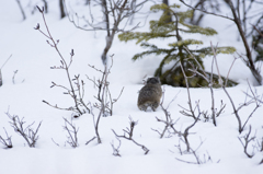 雪の上でも大丈夫