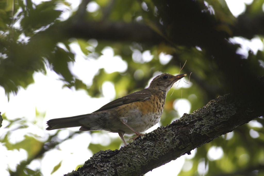 アカハラの幼鳥