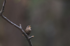 あちらこちらで鳴いていたミソサザイ