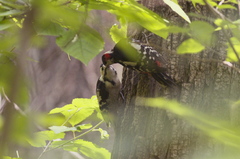 アカゲラ　給餌シーン