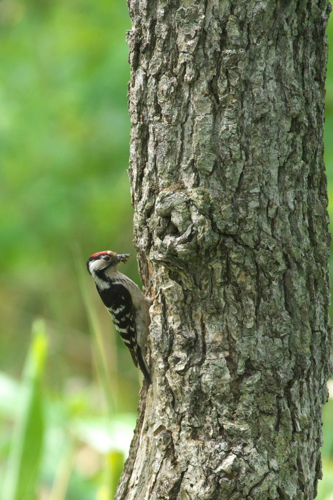 えさ集めコアカゲラ♂