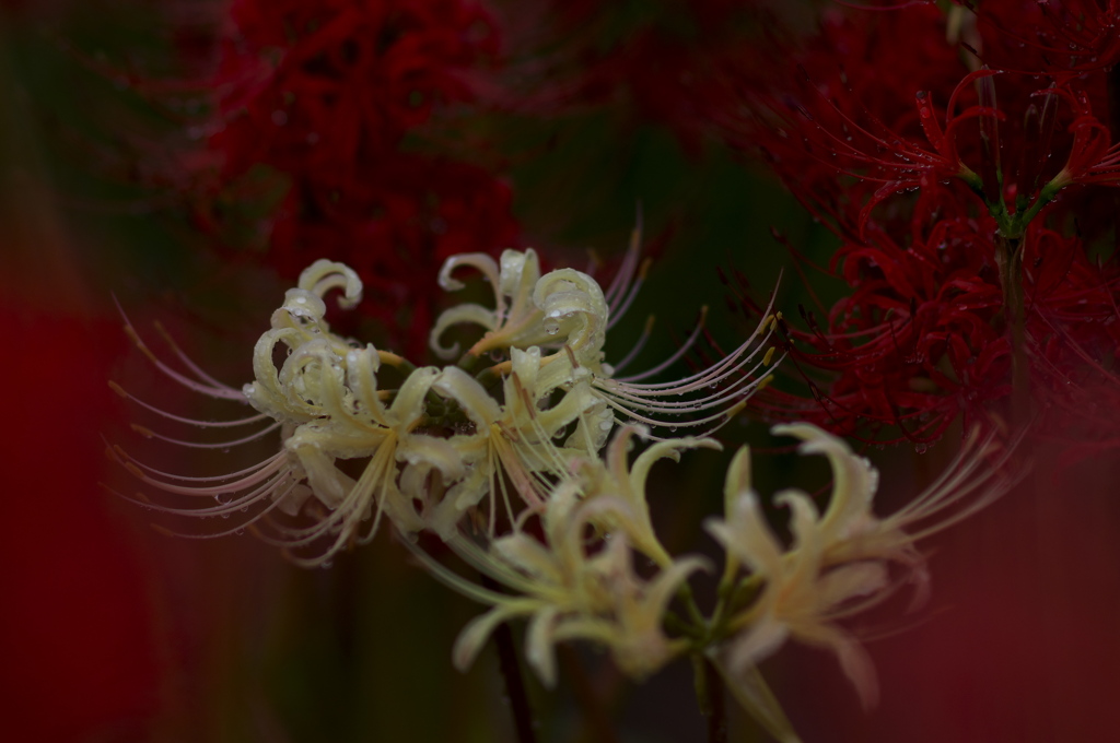 雨上がりの白曼珠沙華