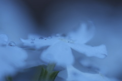  朝露にぬれたバーベナ