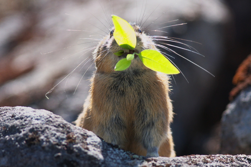 ナキウサギお食事中