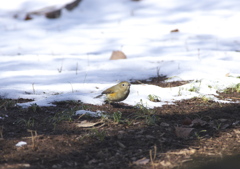 雪ルリビタキ♀