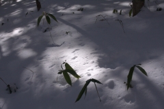 SnowShoes080210_130018