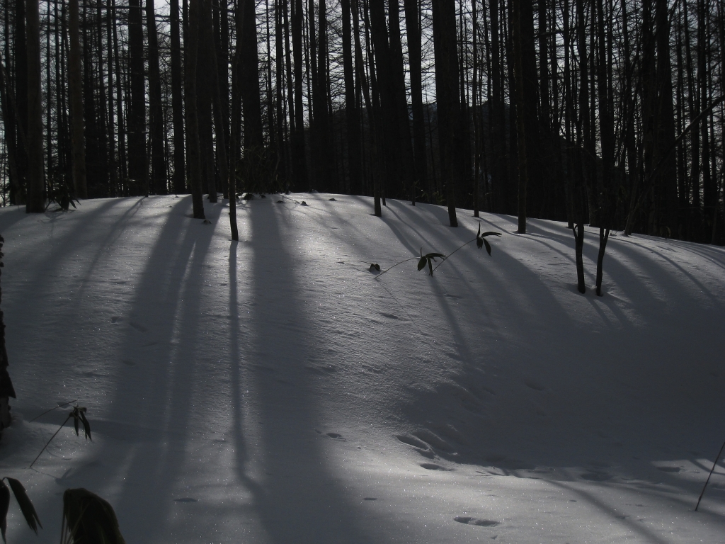 SnowShoes080211_091254