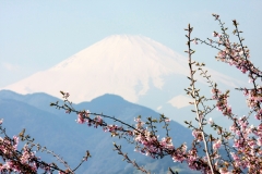 さくらと富士山