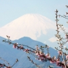 さくらと富士山