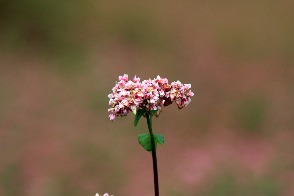 赤そばの花
