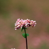 赤そばの花