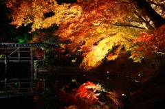 京都高台寺紅葉ライトアップ