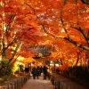 京都府長岡京市光明寺紅葉