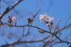 桜開花