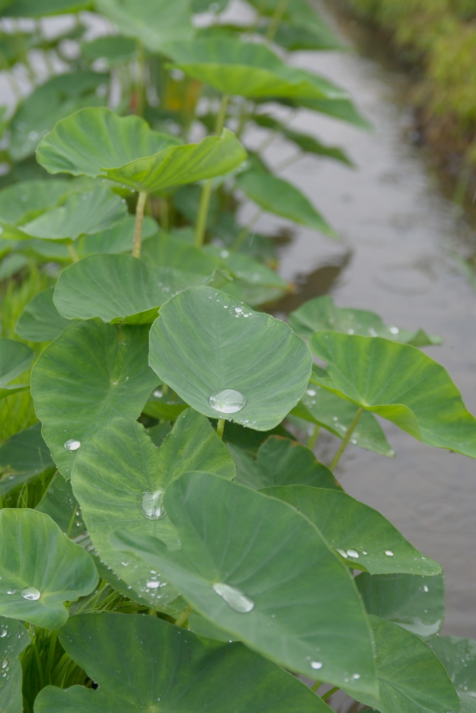 雨上がりの水芋