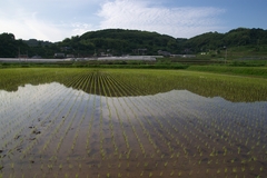 水田風景