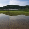 水田風景