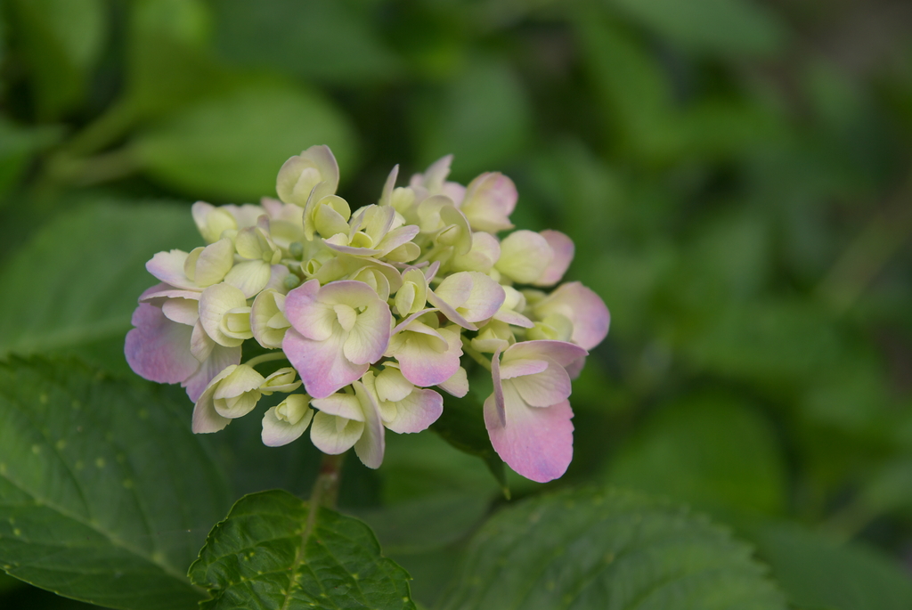 紫陽花