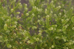 近所の植物