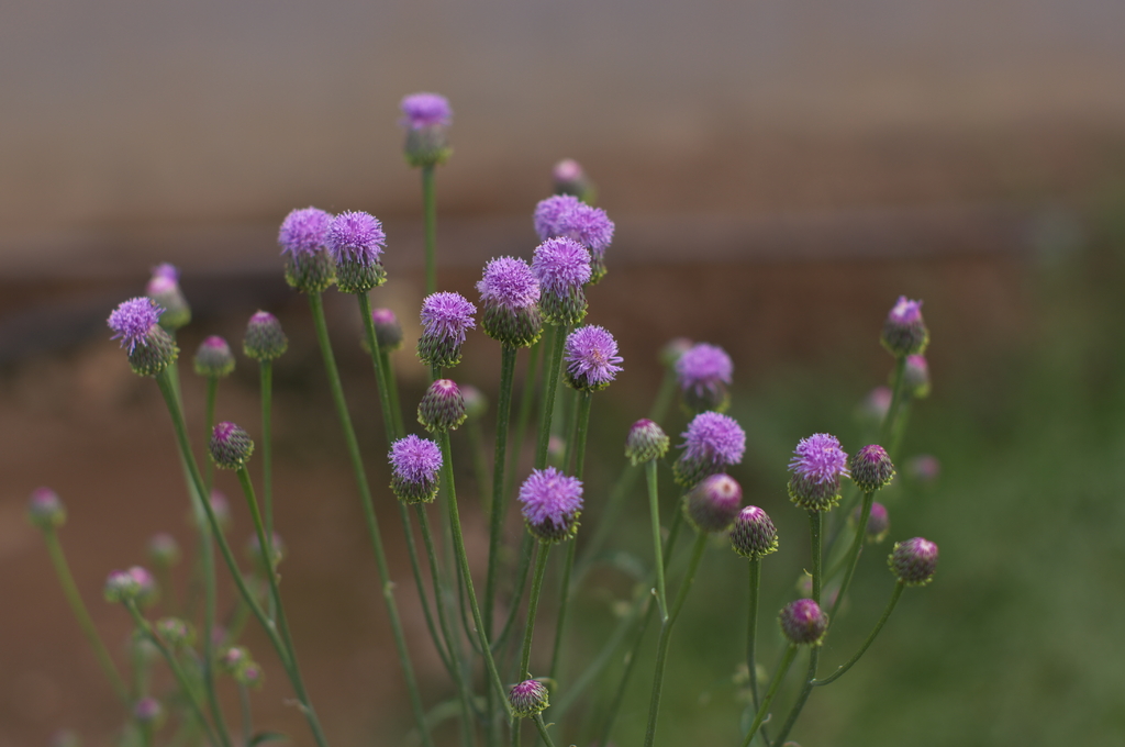 紫の花