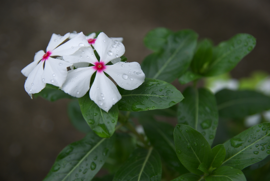 雨上がりの花