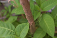 家の前の植物