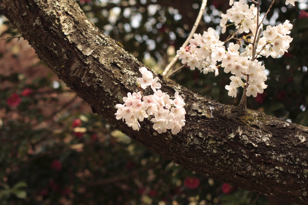 春桜