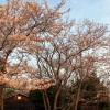 朝桜