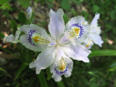 シャガの花じゃが（・_・）