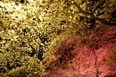 夜桜