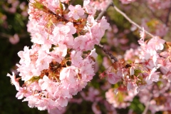 河津桜