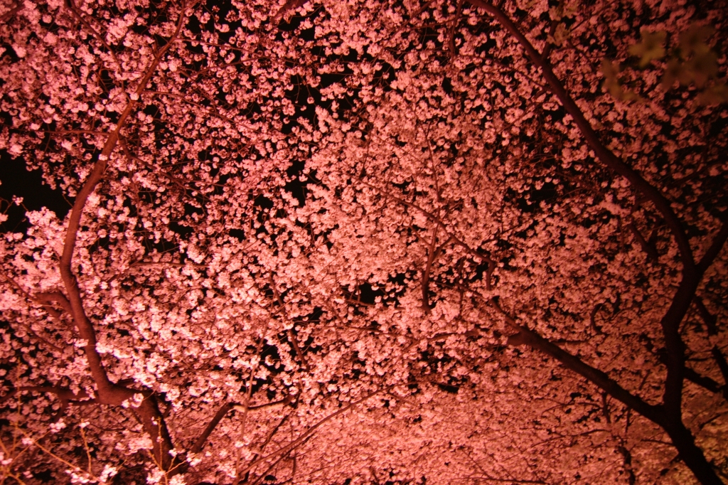 夜桜