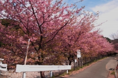 河津桜