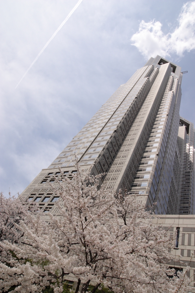 昼桜