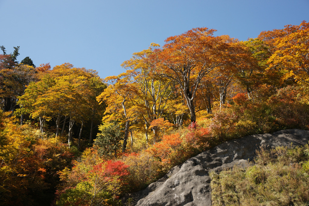 0779 白山スーパー林道-3